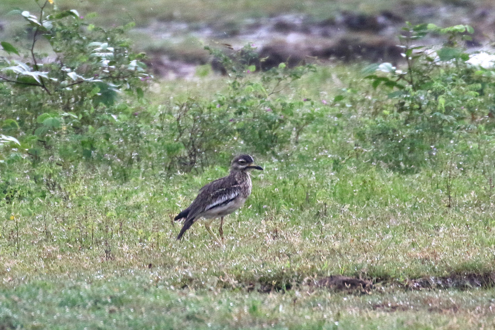 image Indian Stone-Curlew